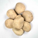 Niagara Yellow Natural 7-14 Inch Boulder Beach Pebbles Per Bag